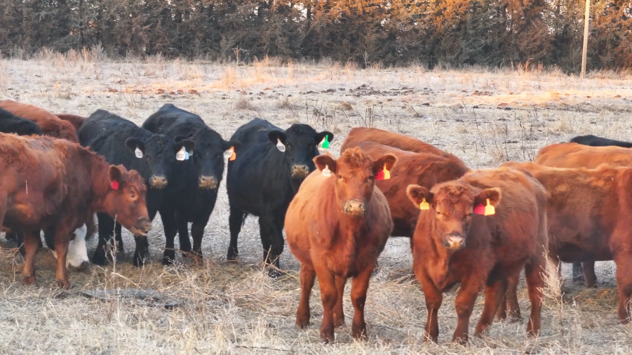 REDS ARE MOVING AT SPEEDS you haven’t seen before.-BH1217F5